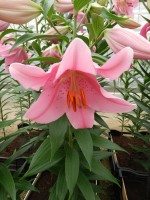 [4228 Mansfield No02.JPG]